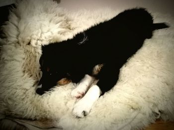 Close-up of dog sleeping on bed