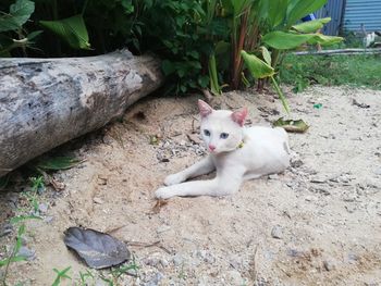 High angle view portrait of a cat on field