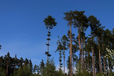 Low angle view of trees against sky