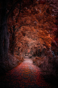 Aerial view of autumn leaves on road