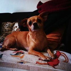 Portrait of dog sitting on bed at home