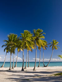 Palm trees on beach against clear blue sky