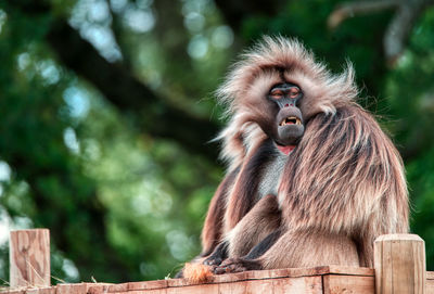 Close-up of monkey