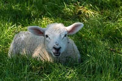 Four week old lamb low angle view portrait in green grass field