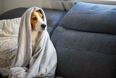 Dog relaxing on sofa at home covered with towel after bath