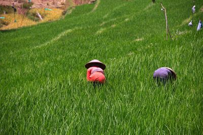 grass