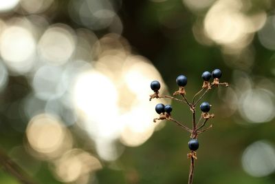 Close-up of buds on tree