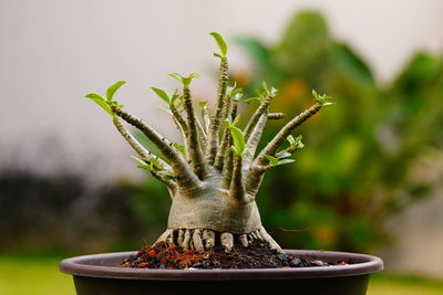 Close-up of small potted adenium socotranum plant