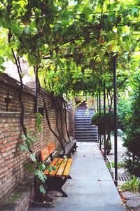 Footpath amidst trees against wall