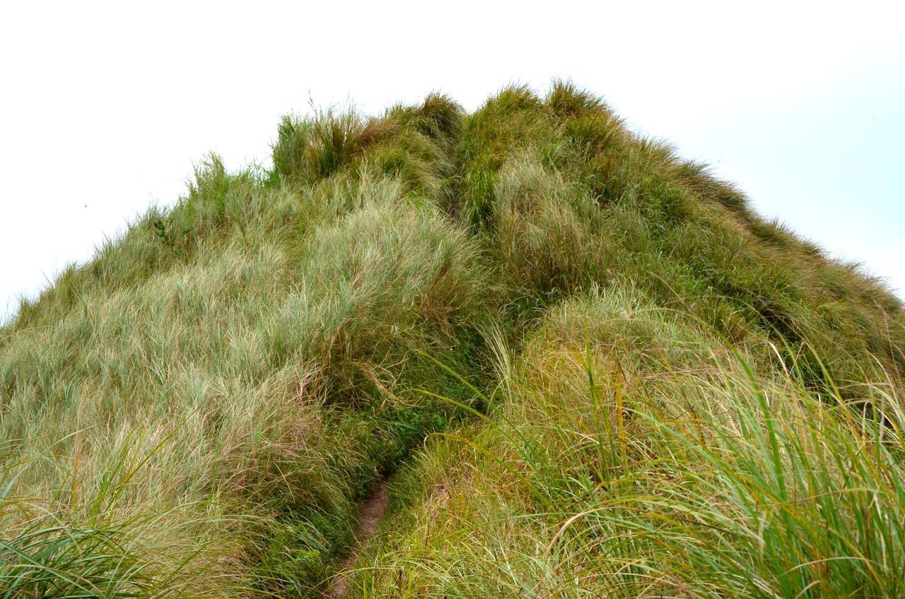 GRASS GROWING ON FIELD