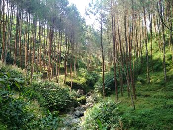 Trees in forest
