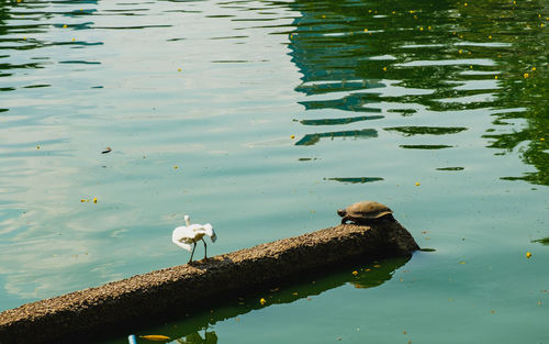 High angle view of bird perching on lake