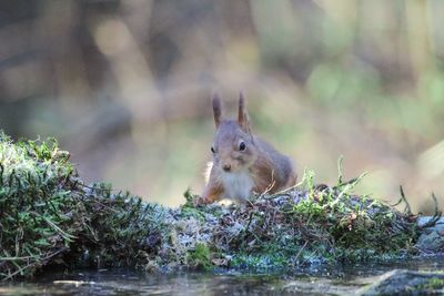 Squirrel on marshy land