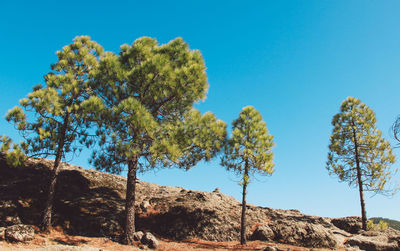 Low angle view of tree against clear blue sky