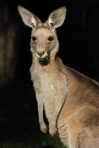 Portrait of deer on field