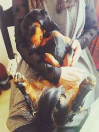 Close-up of a dog resting