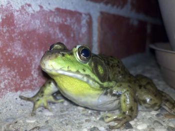 Close-up of frog near exterior of home