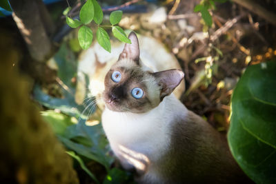 Portrait of a cat