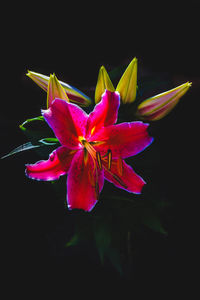 Close-up of flower against black background