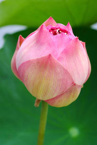 Close-up of pink lily