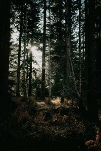 Trees in forest