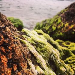 Close-up of moss on rock