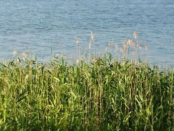 Scenic view of lake