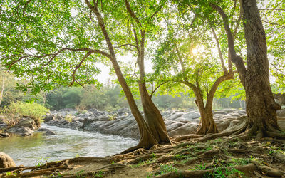 Trees in a forest