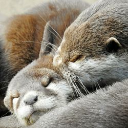 Close-up of cat by water