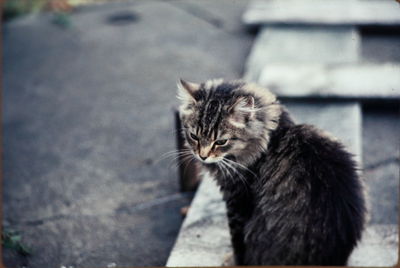 Close-up of cat