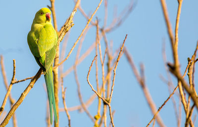 Low angle view of bird perching on branch