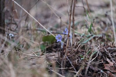 Close-up of purple flowers