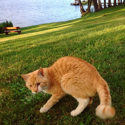 Full length of ginger cat on grass