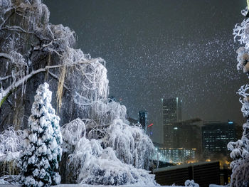 Frozen trees against sky in city at night