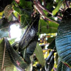 Close-up of spider web