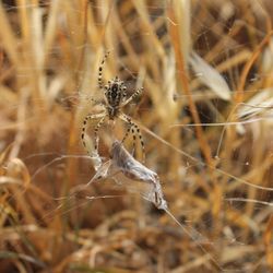 Close-up of spider on web