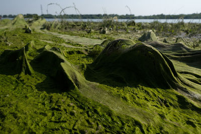 Cosmic landscape of mud, resulting after the low tide of the water level