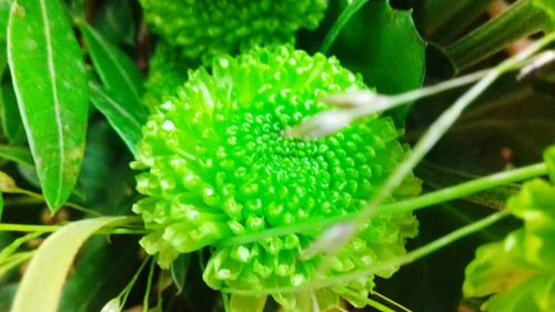 Close-up of flower growing outdoors