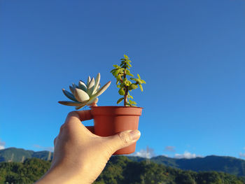 Close-up of hand holding plant against blue sky