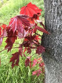 Close-up of red leaves on plant