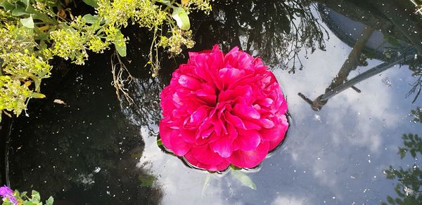High angle view of pink rose floating on water