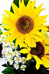 Close-up of sunflower
