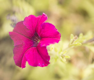 Close-up of pink flower blooming