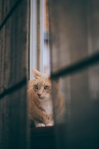 Portrait of cat looking through window