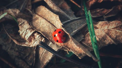 Close-up of ladybug on leaf