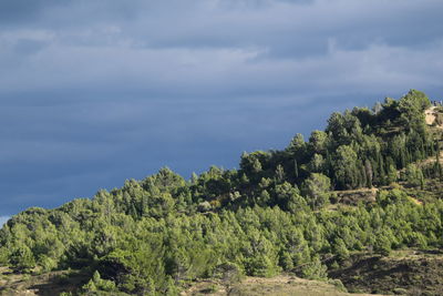 Scenic view of trees against sky