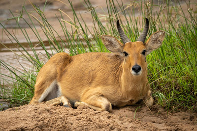 Reedbuck lies in riverbed looking at camera