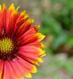 Close-up of honey blooming outdoors