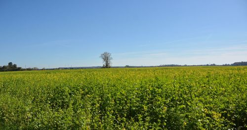 Scenic view of field against clear sky