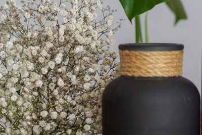 Close-up of white flowers in vase